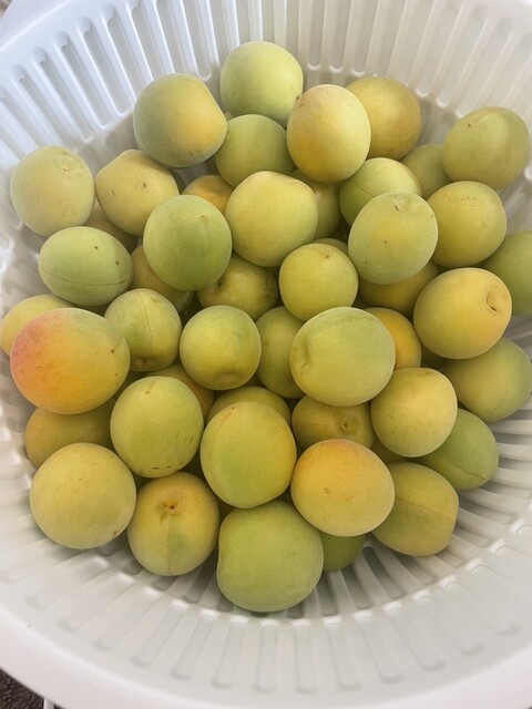 元気くん市場 仙台店 - 富谷町その他（その他）の写真