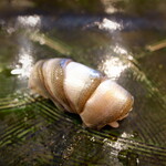 にぎり鮨 一五〇 - 新子（おすすめ※３３０円）