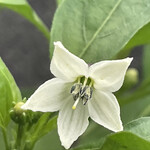 インデアンレストラン  ニューミラ - 