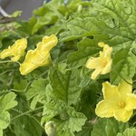 インデアンレストラン  ニューミラ - 