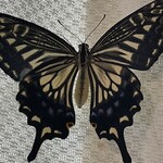 インデアンレストラン  ニューミラ - 夜明けとともにアゲハ64号誕生^_^