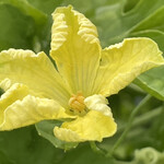 インデアンレストラン  ニューミラ - 