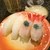 すし玉 - 料理写真:富山湾の甘エビ、アオリイカ^ ^ ごちそう様！