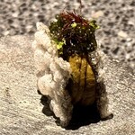 アニエルドール - 