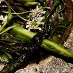 アニエルドール - 