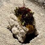 アニエルドール - 