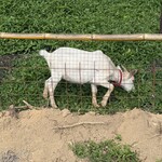 チーズハウス ヤルゴイ - 