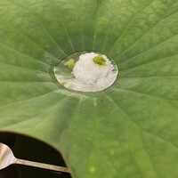 澤田 - 水飯　能勢の湧水