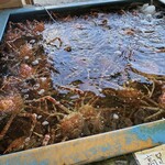 お食事処 かにや へだ本店 - 