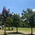 スターバックスコーヒー - 