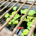 久霧 - •店頭。