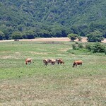 蒜山酪農農協ひるぜんジャージーランド  - 