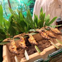 赤坂 菊乃井 - ⚫焼物
                    「鮎塩焼き　蓼酢」