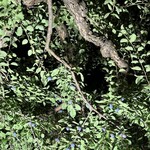 マルカメ果樹園 - 