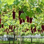 ぶどうやさん西村 - 料理写真: