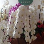 雪ノ下 - 松嶋菜々子さんからの胡蝶蘭も飾られて、店内広々！居心地良い空間とインテリア。