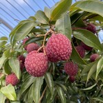 MiKiFARMcafe GARDEN - 