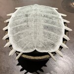 nôtori - すっぽんの殻が乗ってた