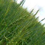 ブーランジェリー　ジン - お店のすぐそばに　真狩の麦