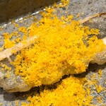 銀座 稲葉 - マナガツオ 天麩羅