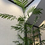 カフェーパウリスタ - 