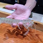 鮨匠 のむら - ㉒クリスタル蝦蛄(鹿児島県出水産)
      産卵期は初夏～夏、旬は包卵する初夏～夏
      通常は砂泥地に棲むので、ボディカラーが濁った色をしていますが、のむらサンで使う蝦蛄は砂浜に生息しているため透き通る透明感あり