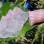 鮨匠 のむら - ④⑤真鯛(鹿児島県開聞岳沖産、1.8kg、游がせ。朝〆)の背身&腹身
      外洋生息の真鯛は海老・蟹などより小魚を食べているので滋味よりも脂の旨みが優勢
      しっとりとした食感、透き通る旨み、極上です