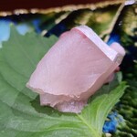 鮨匠 のむら - ⑦勘八幼魚【汐っ子】(鹿児島県開聞岳沖産)
      産卵は春～夏、旬は秋～冬、MAX2m80kg
      幼魚ならではの爽やかな甘さが鮮烈、背身の脂は穏やかでスッキリしています