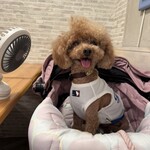 サッカバッカ - シェリちゃん