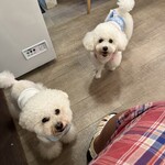 サッカバッカ - プアちゃんとヘイヘイちゃん