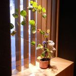 京都茶寮 - 明かり採り