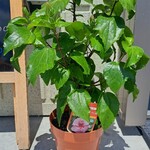 ゆたか屋 - これから咲くのか、咲いた後なのか？店前に植木鉢