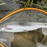 タムラ食堂 - 30cmのニジマスちゃん