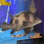 玄海の活魚と糸島直送の食 博多居酒屋 どげん海 - 