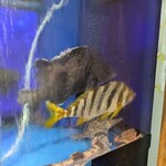 玄海の活魚と糸島直送の食 博多居酒屋 どげん海 - 