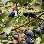 広石農園 - 料理写真: