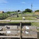 イニュニックビレッジ - ヤギ小屋