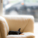 保護犬＆保護猫カフェ - 座ろうとしたソファで寝た小さいワンちゃん