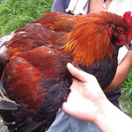 Nichinanshi Jitokko Kumiai - 立派な幻の地鶏。みゃざきじとっこ