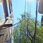 そば処 更科 - 花園通りでは、"枝垂れ柳"が胸の高さまで下りてきている季節です。