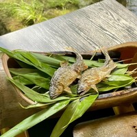 奥貴船 兵衛 - 