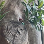 パンとエスプレッソとおもろまち - 