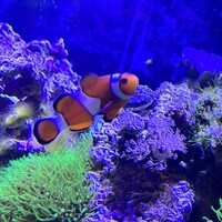 盤古殿 秋葉原UDX店 - 