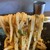 Udama 谷町base - 料理写真:麻婆混ぜ麺リフト