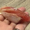 鮨と地魚料理 さかな倶楽部 たっぱん