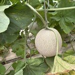 シーサイドファーム伊良湖 - メロン狩り
