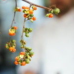 チニャーレエノテカ - 