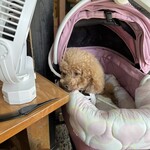 そば処 湧水 - 早く蕎麦をおくれよ～