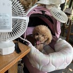 そば処 湧水 - 暑いのねｗ