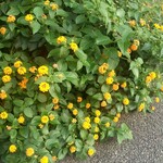 Yd'or - 自販機のところに咲いていた黄色い花